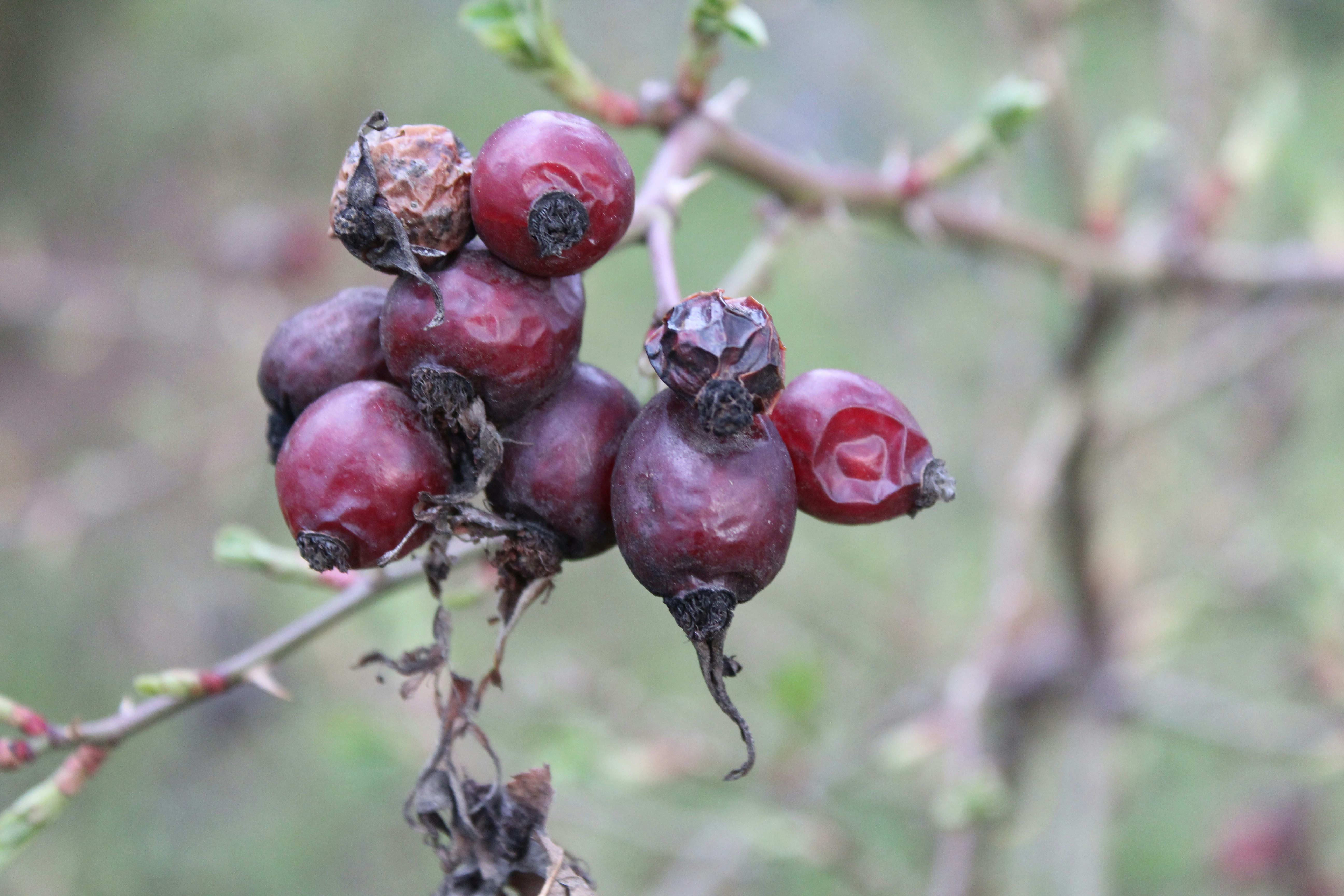 Close-up of berries on a branch