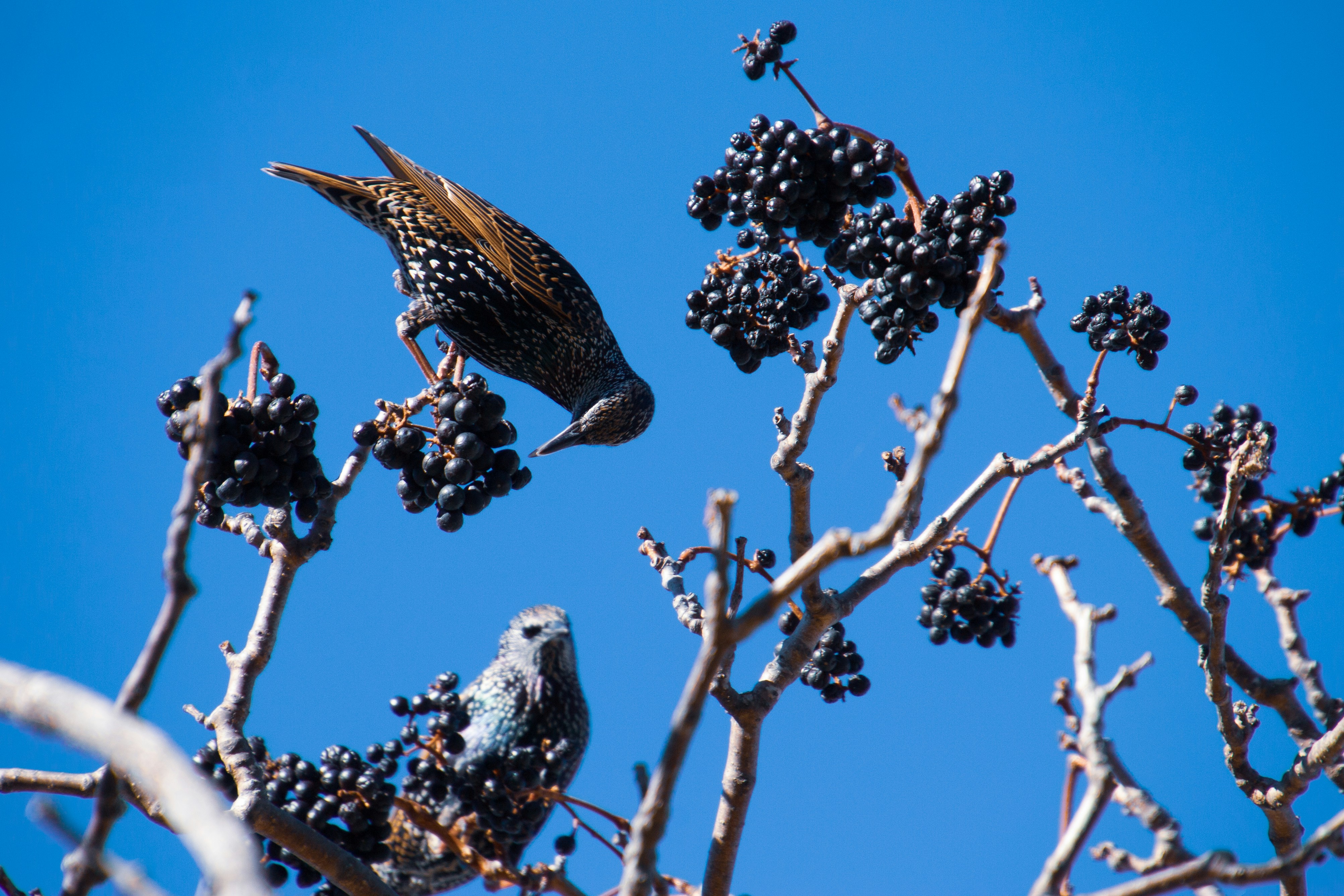 Small birds nibbling bright berries