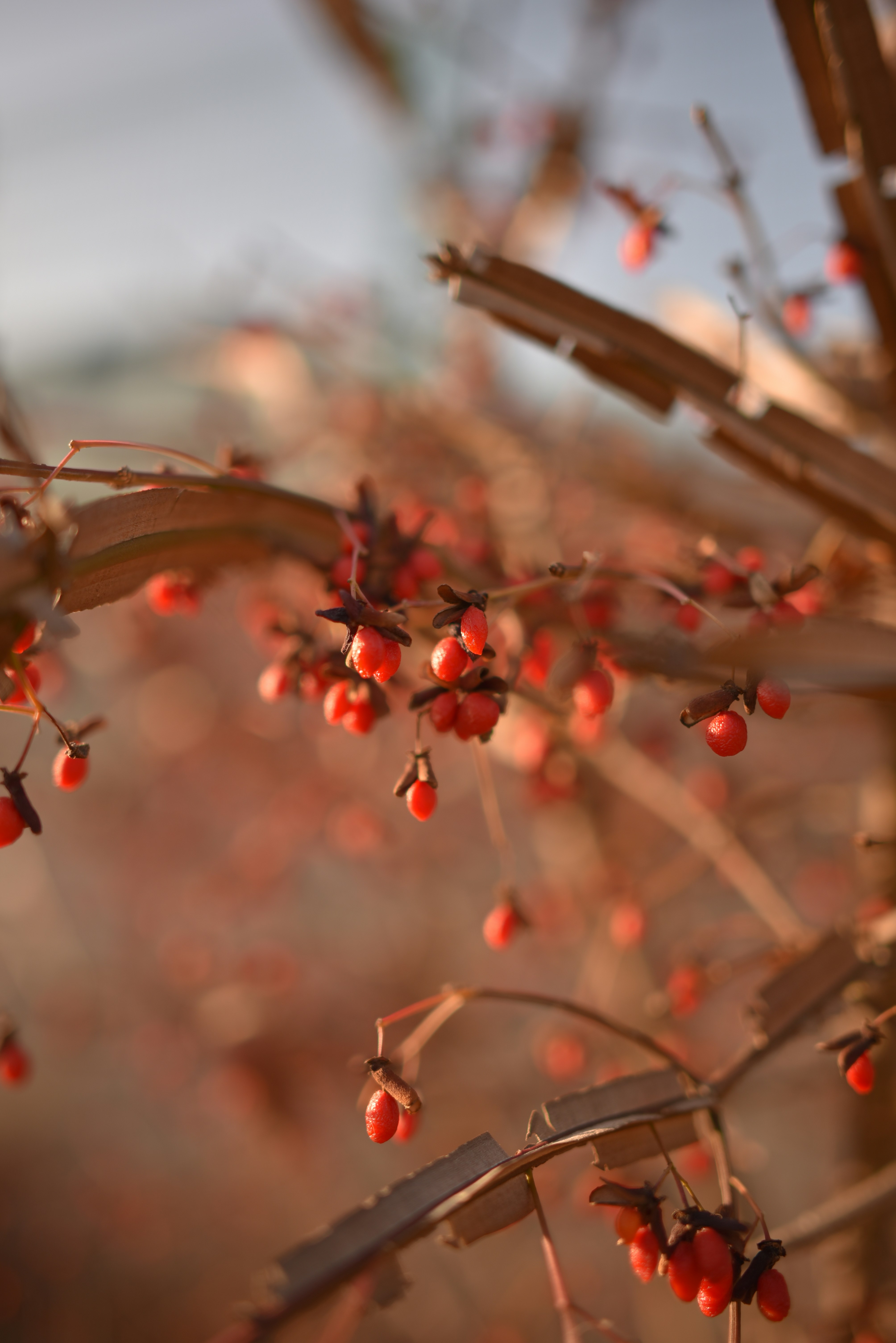 Red berries with green leaves