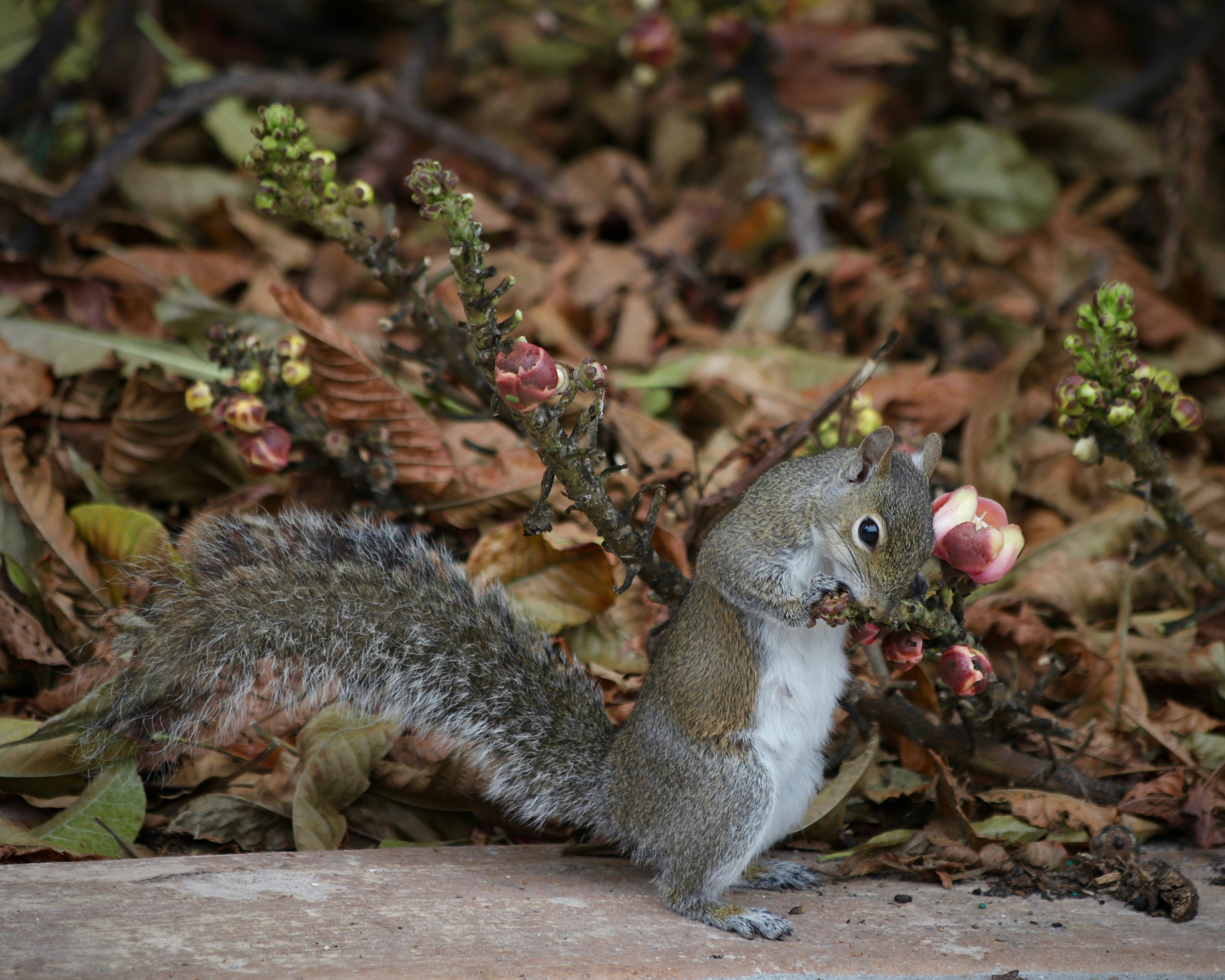 A cheeky squirrel munching berries
